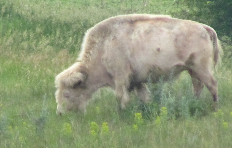 White Cloud Albino Buffalo Jamestown ND