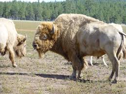 Albino Buffalo at National Buffalo Museum
