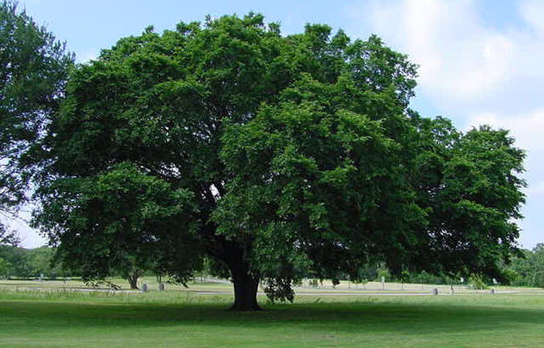 American Elm North Dakota State Tree