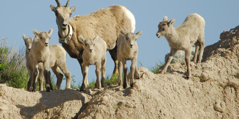Bighorn Sheep with Babies