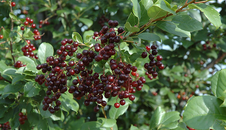 Chokecherry North Dakota State Fruit