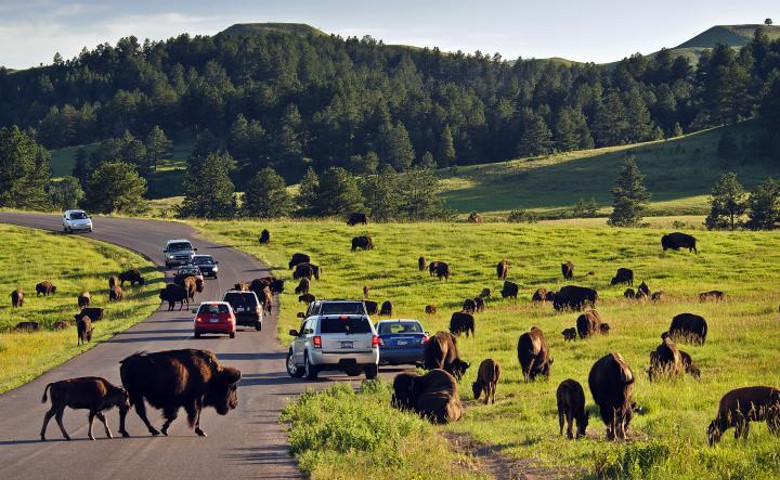 Custer State Park Wildlife Loop