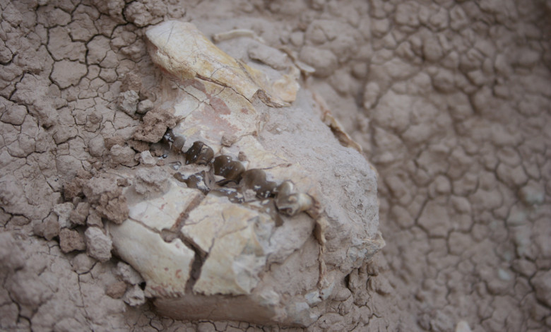 Fossils Badlands South Dakota