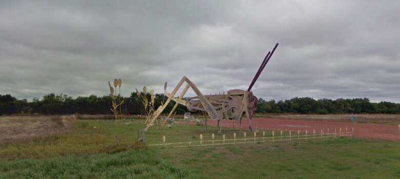 Grasshoppers in the Field
