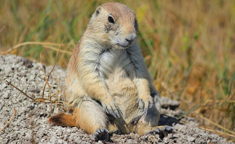 Roberts Prairie Dog Town Badlands South Dakota