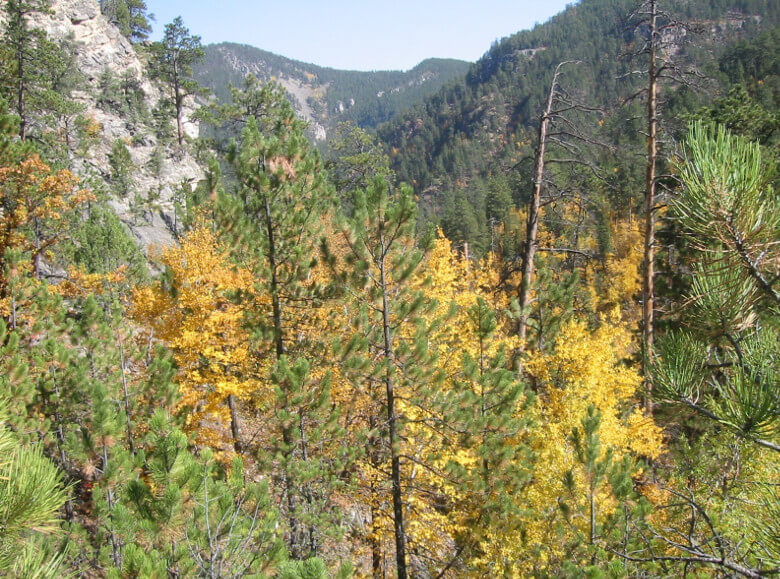 Storm Mountain Black Hills View