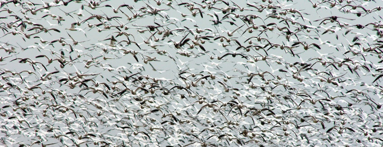 Thousands of Snow Geese at Des Lacs