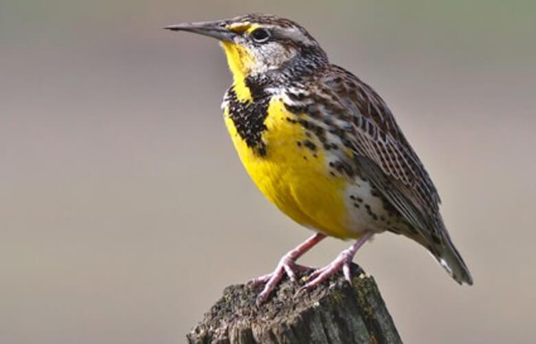 Western Meadowlark North Dakota State Bird