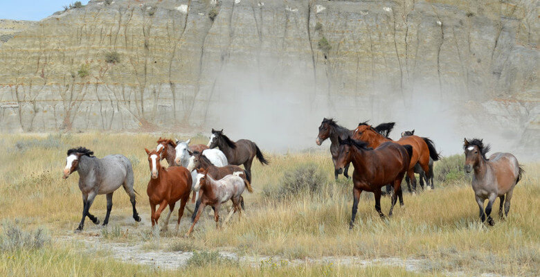 Wild Horses Badlands North Dakota