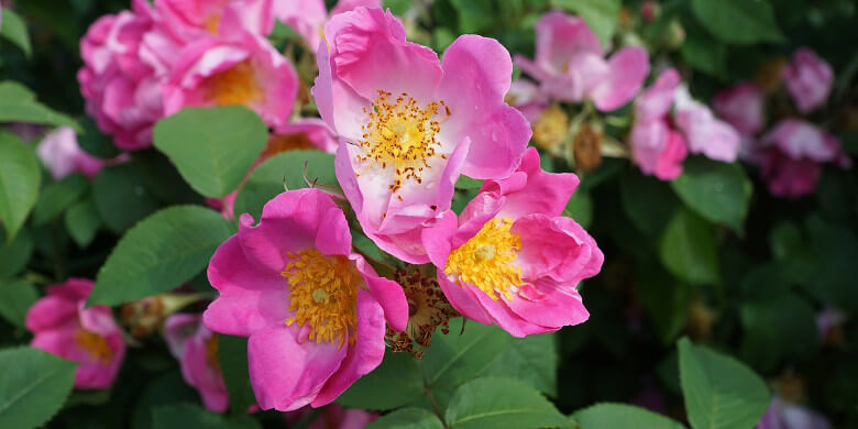 Wild Prairie Rose North Dakota State Flower