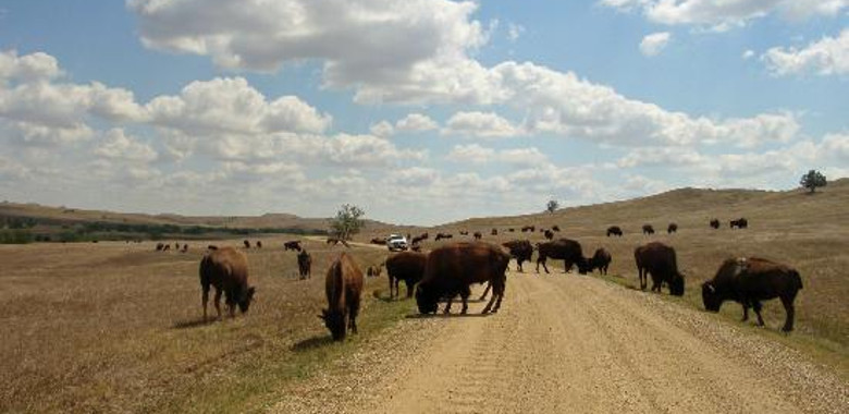 Wildlife Sage Creek Rim Road Badlands